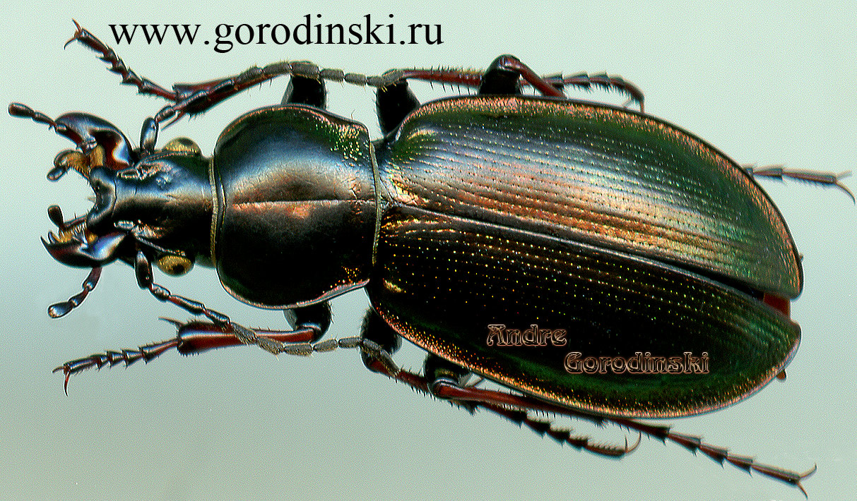 http://www.gorodinski.ru/carabus/Ophiocarabus politulus naratensis.jpg